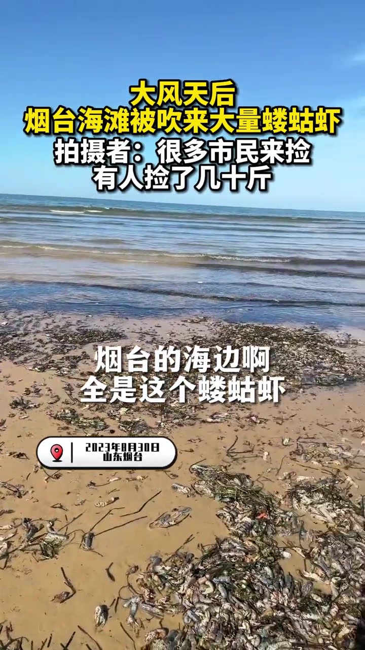 拍摄者赵女士称:很多市民捡拾,一大妈捡了5袋有30斤左右。每年都会收到大自然的馈赠,蝼蛄虾