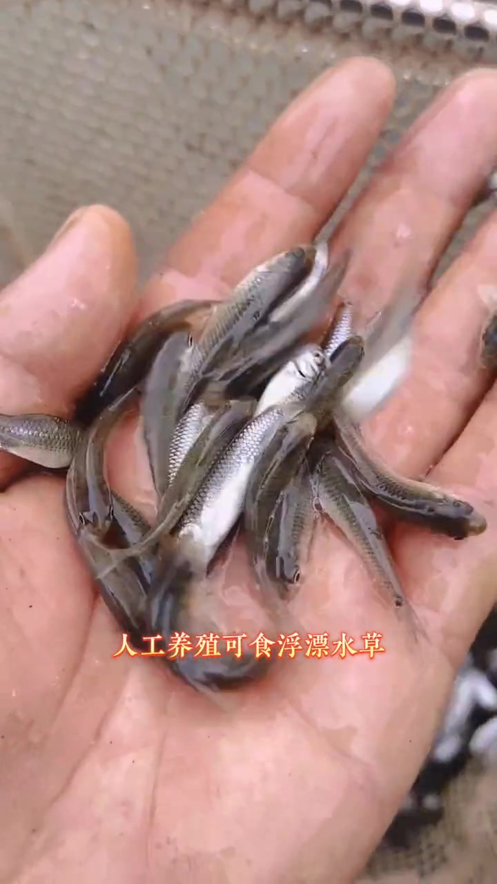 清波鱼又叫中华倒刺鲃,名特优鱼肉质细嫩爽滑,市场价值高。人工养殖投喂五谷杂粮和鱼饲料。清波