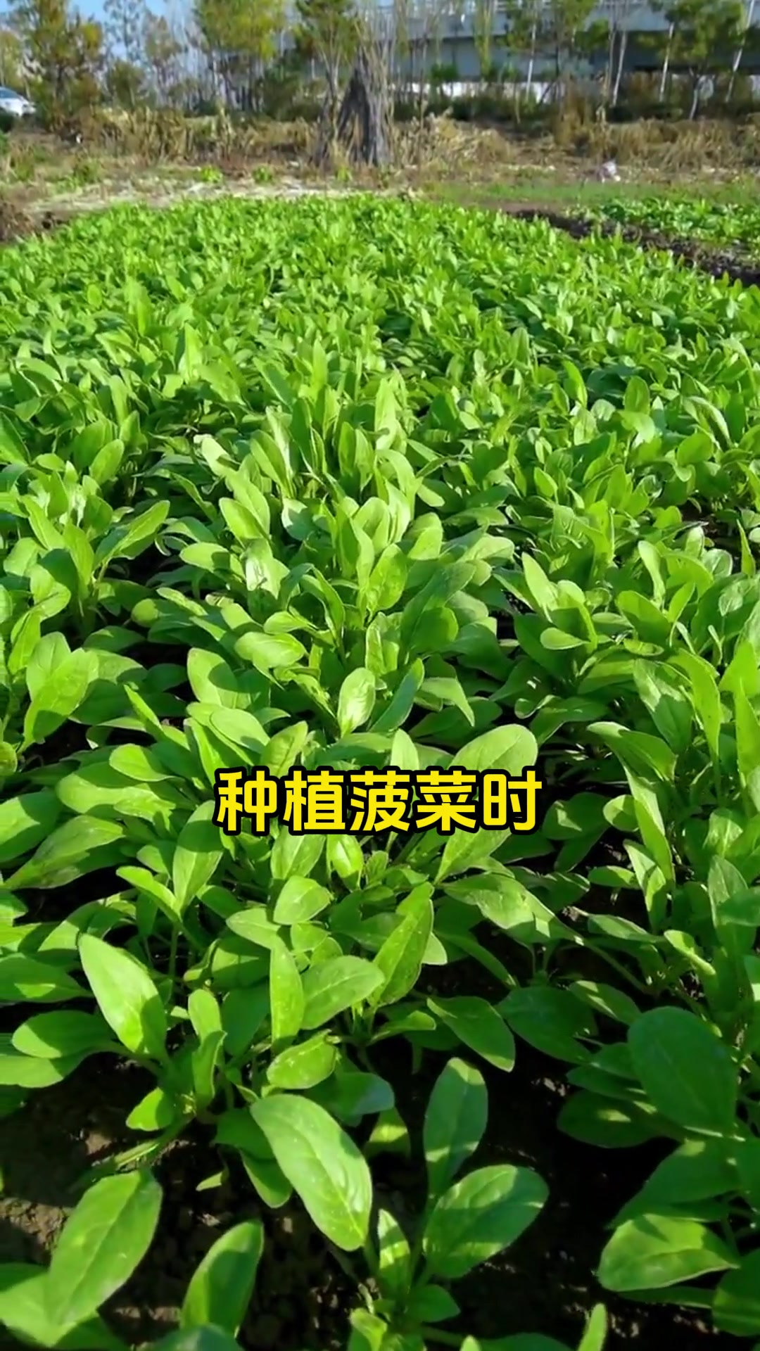 九月种植黄金时期,适合播种的蔬菜种类,赶紧学起来。