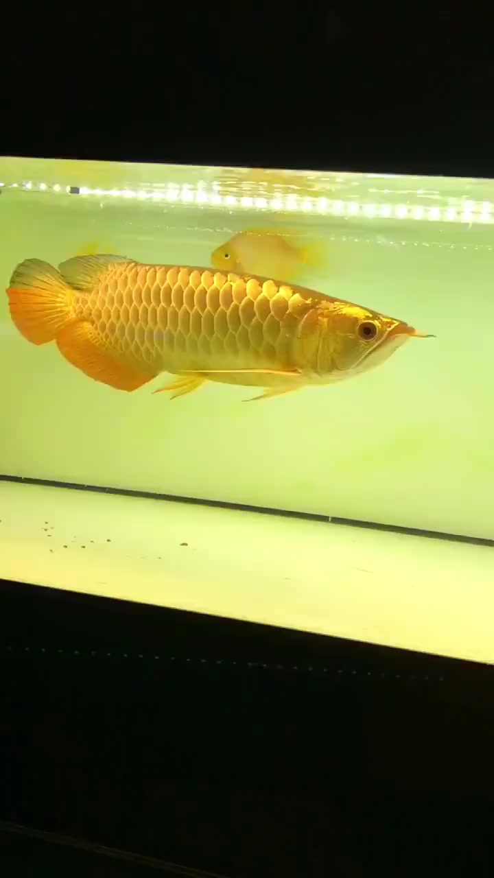 新手饲养银龙鱼注意事项还有哪些 你知道吗 养鱼日记 养鱼养心 观赏鱼 养鱼 养鱼日记 水族