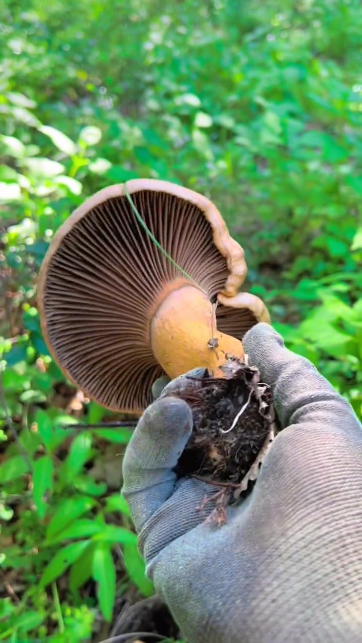 遇到肉蘑窝子,张六石采蘑菇又爆桶 萌知计划 科普 采蘑菇 野生菌 蘑菇