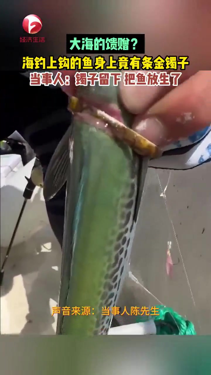 大海的馈赠?海钓上钩的鱼身上竟有条金镯子,当事人:镯子留下 把鱼放生了。钓鱼 海钓