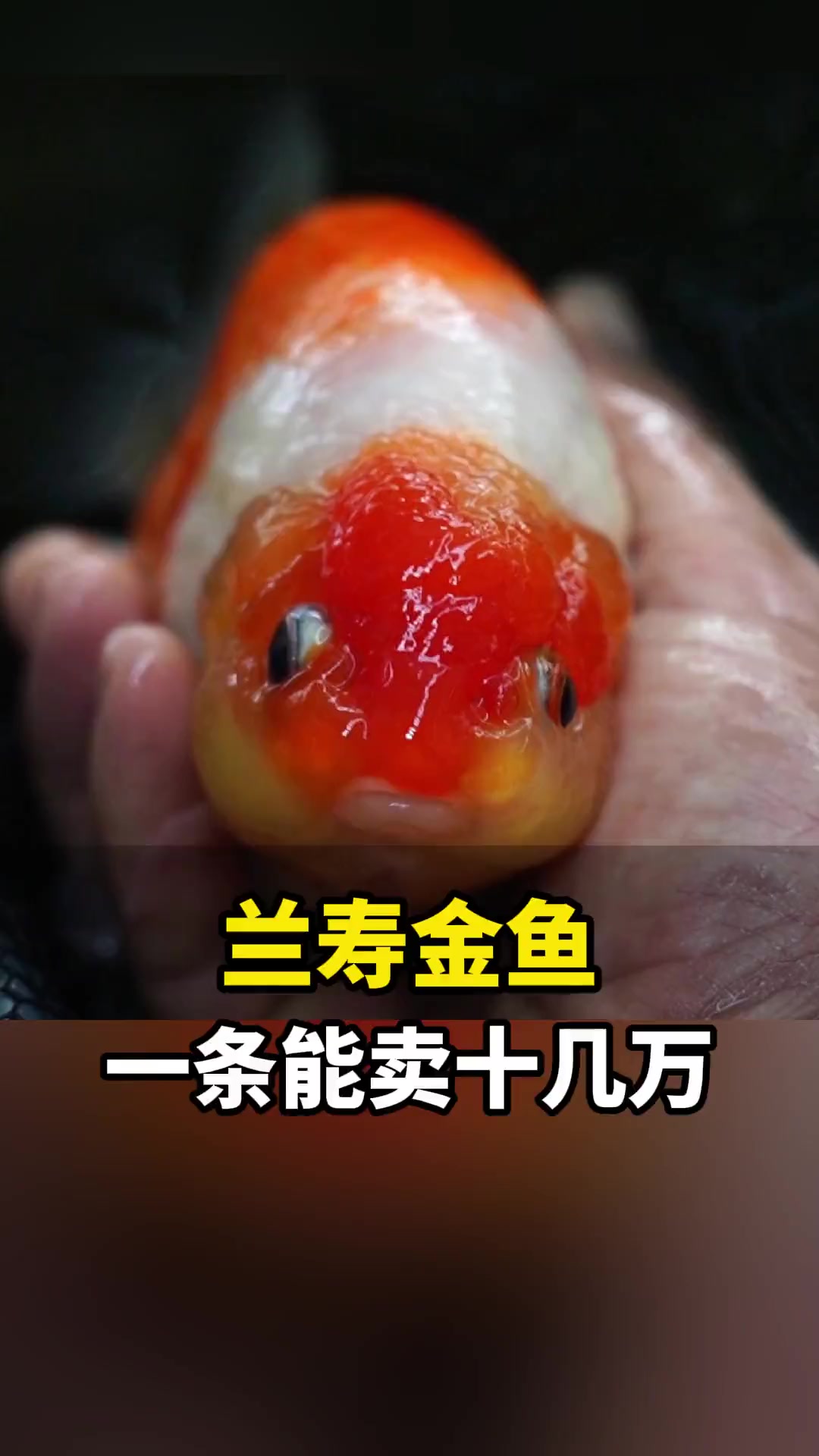 9月1日,山东武城。小伙创业养殖观赏鱼兰寿金鱼,一条从300到十几万元不等。观赏鱼 见锦鲤
