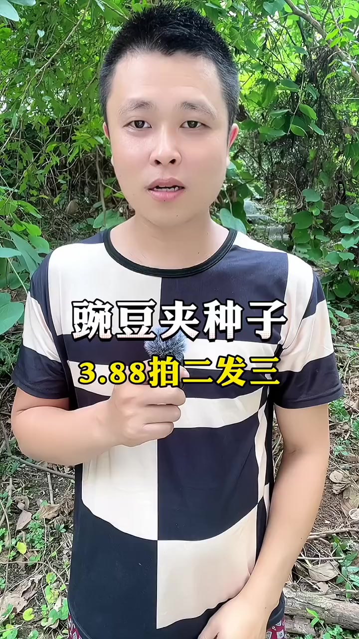 盆载地载都可以的豌豆尖,炒菜涮火锅都特别美味,营养丰富,还可以多次采收 豌豆尖 蔬菜种子 