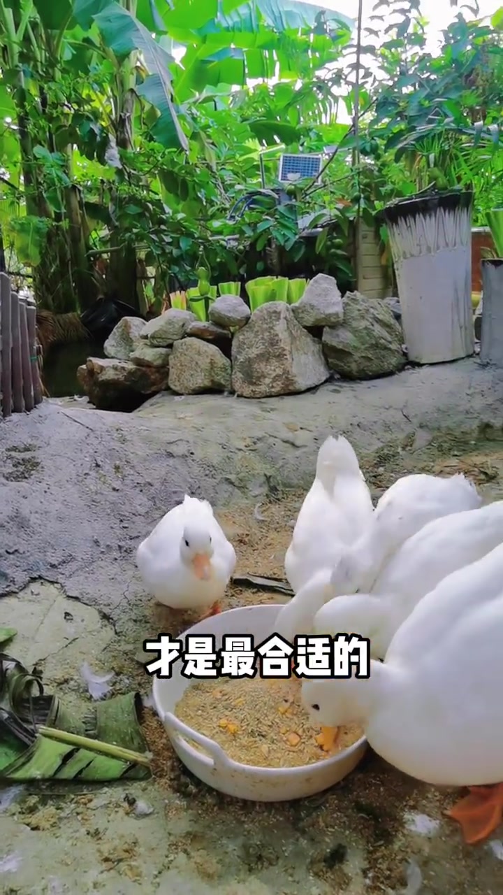 柯尔鸭 如何让柯尔鸭不乱叫