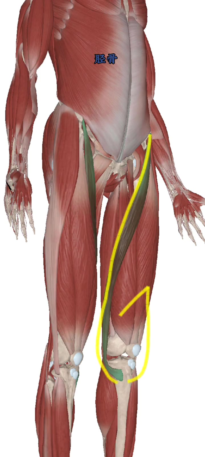 人体解剖学 肌肉剖析 解剖 瑜伽理疗 运动解剖 有大腿疼的吗?看过来～