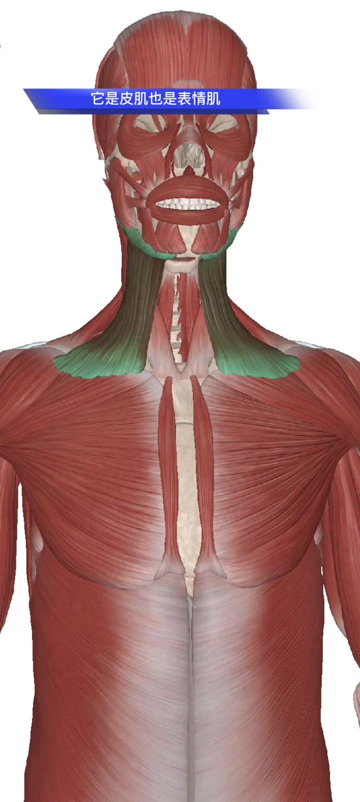 运动康复 瑜伽理疗 肌肉剖析 人体解剖学 解剖