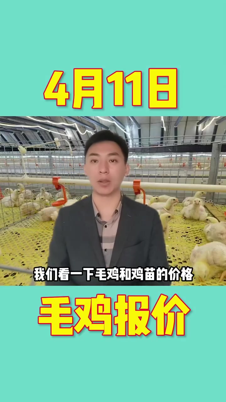 4月11日鸡苗毛鸡报价