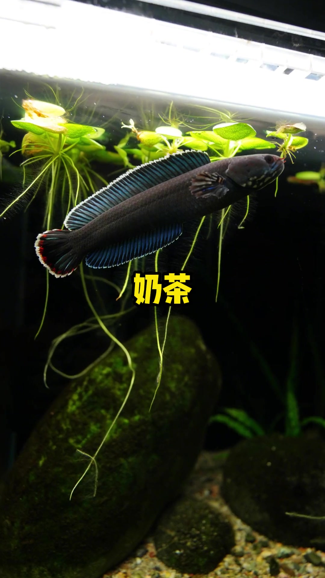 养雷龙鱼用什么灯?吉印雷龙专用灯落日红和月光蓝的使用对比分享 养鱼日记 雷龙鱼 雷龙灯 鱼