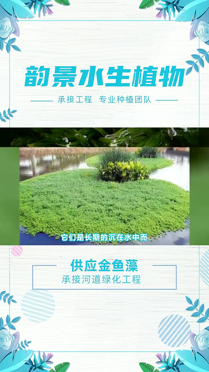 水生植物生态浮岛批发 供应金鱼藻 东北金鱼藻