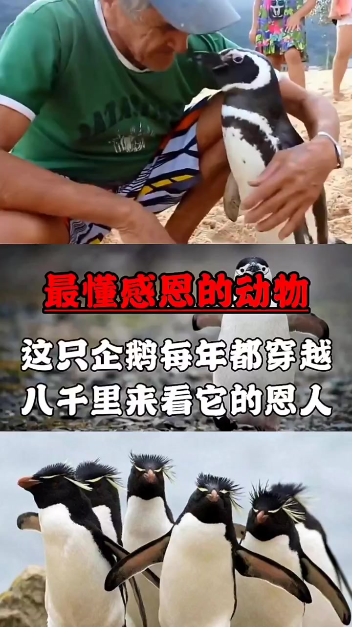 救助的一只小企鹅都这么懂感恩,我们应该向动物伸出援助之手