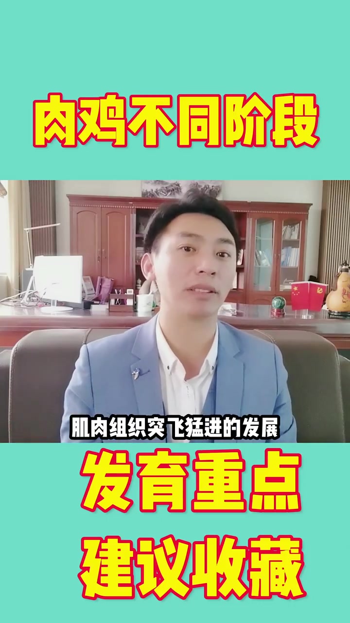 肉鸡不同阶段发育重点