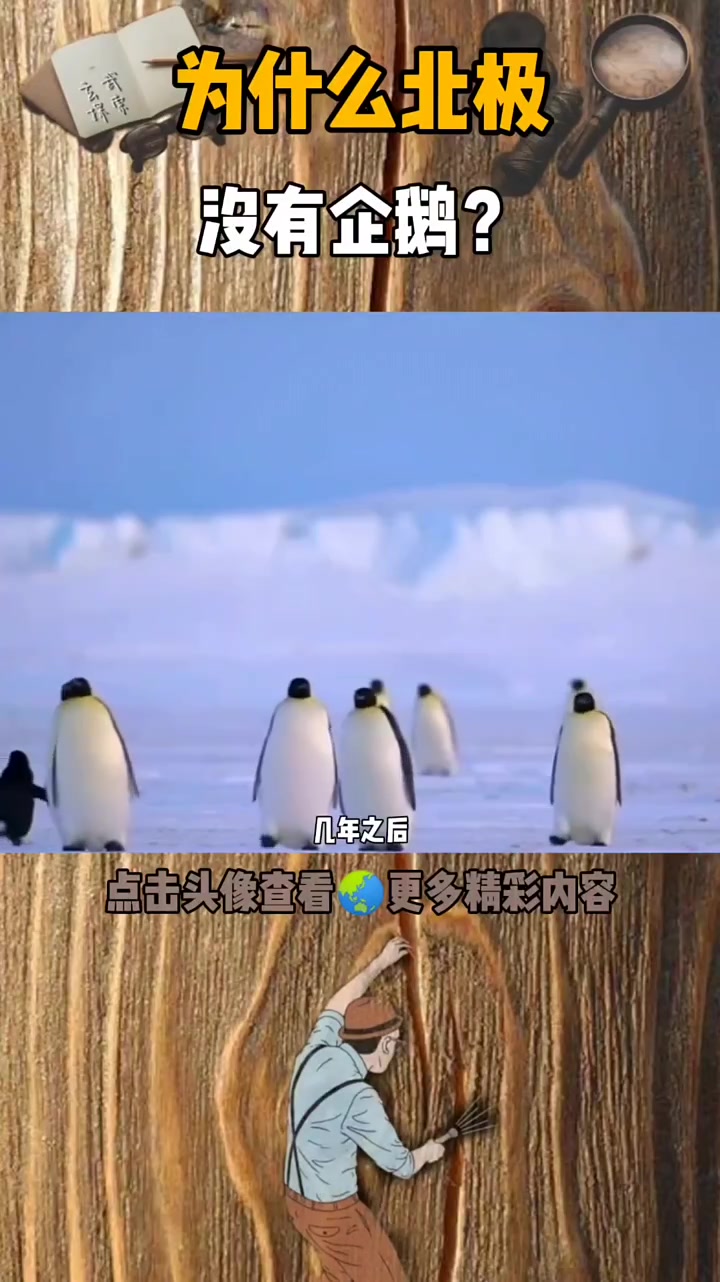为什么北极会没有企鹅呢?