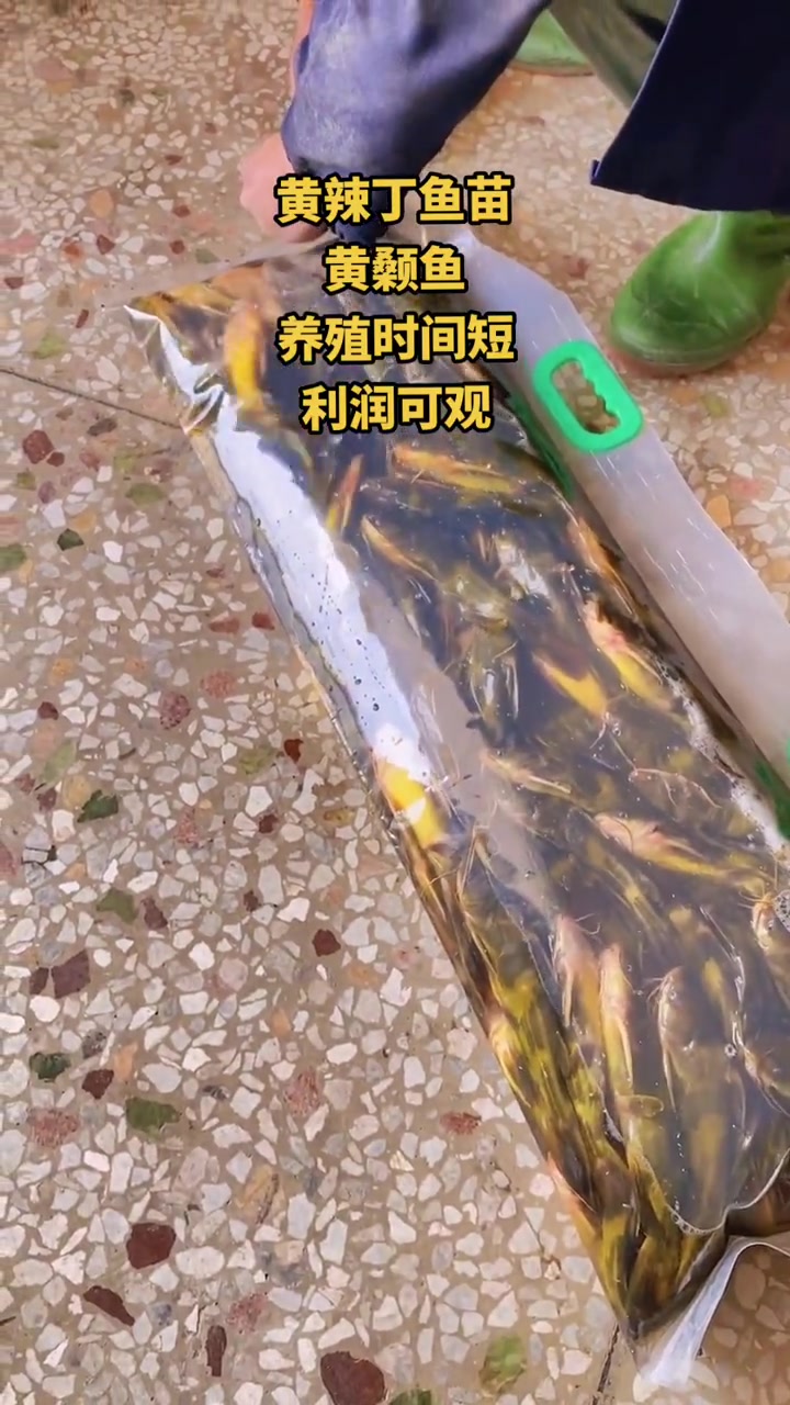 黄颡鱼又叫“黄辣丁”“黄骨鱼”!5个月长到3两可上市。一年可以养2季!经济效益好。黄颡鱼苗