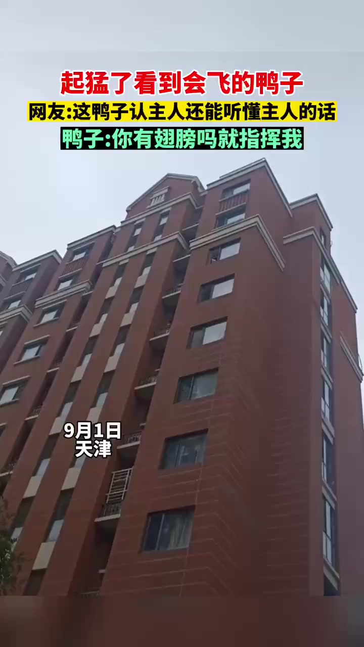 起猛了看到会飞的鸭子,网友:这鸭子认主人还能听懂主人的话,鸭子:你有翅膀吗就指挥我 来源