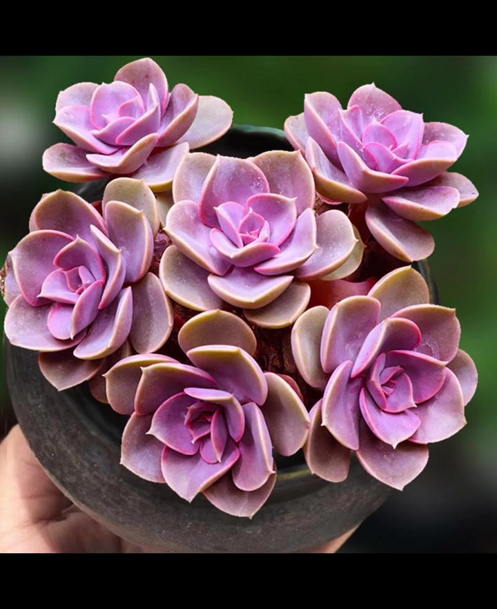 多肉植物是非常难养的,所以很多新手购买了许多款多肉植物,但是到最后一盆也没有活下来,那么接