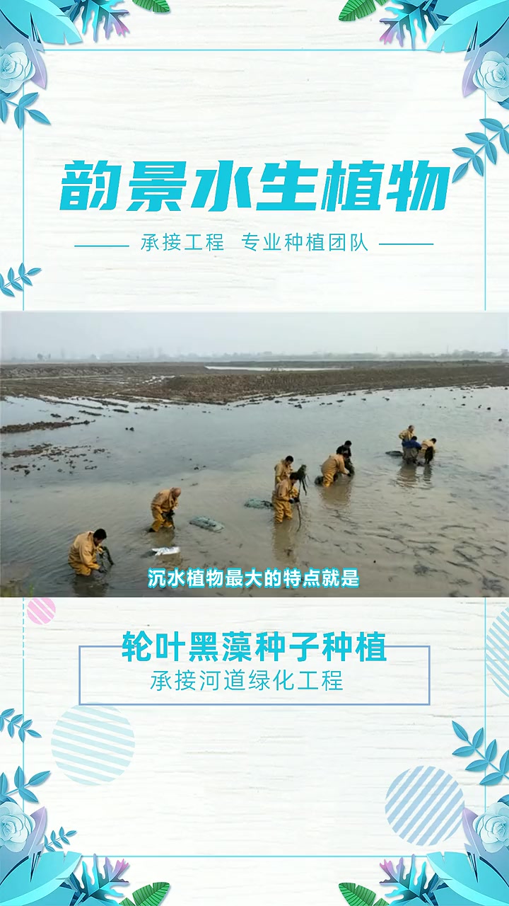 水生植物批发商 轮叶黑藻种子种植 沉水植物轮叶黑藻