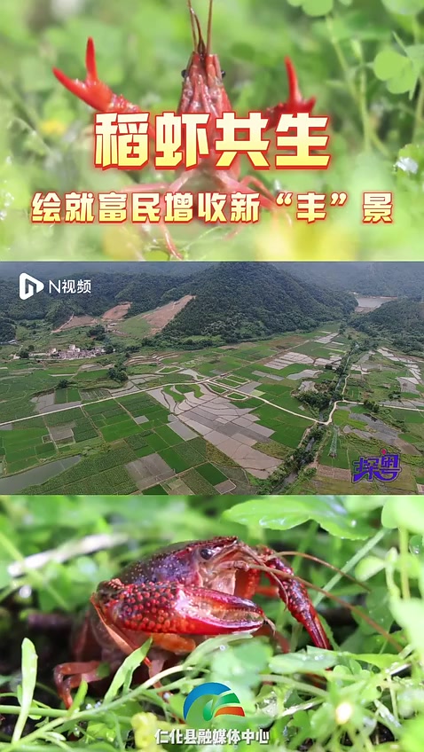 韶关仁化探索“稻虾混养”新模式,绘就富民增收新“丰”景