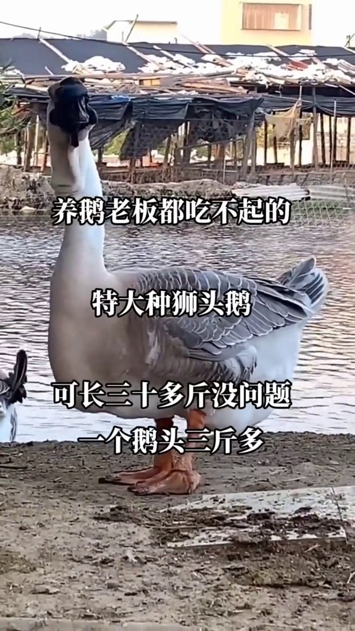 广东汕头正宗狮头鹅苗