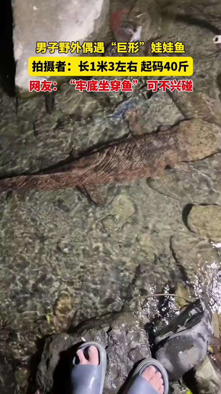 9月2日(发布)重庆(发布)男子野外偶遇“巨形”娃娃鱼,拍摄者:长1米3左右 起码40斤,