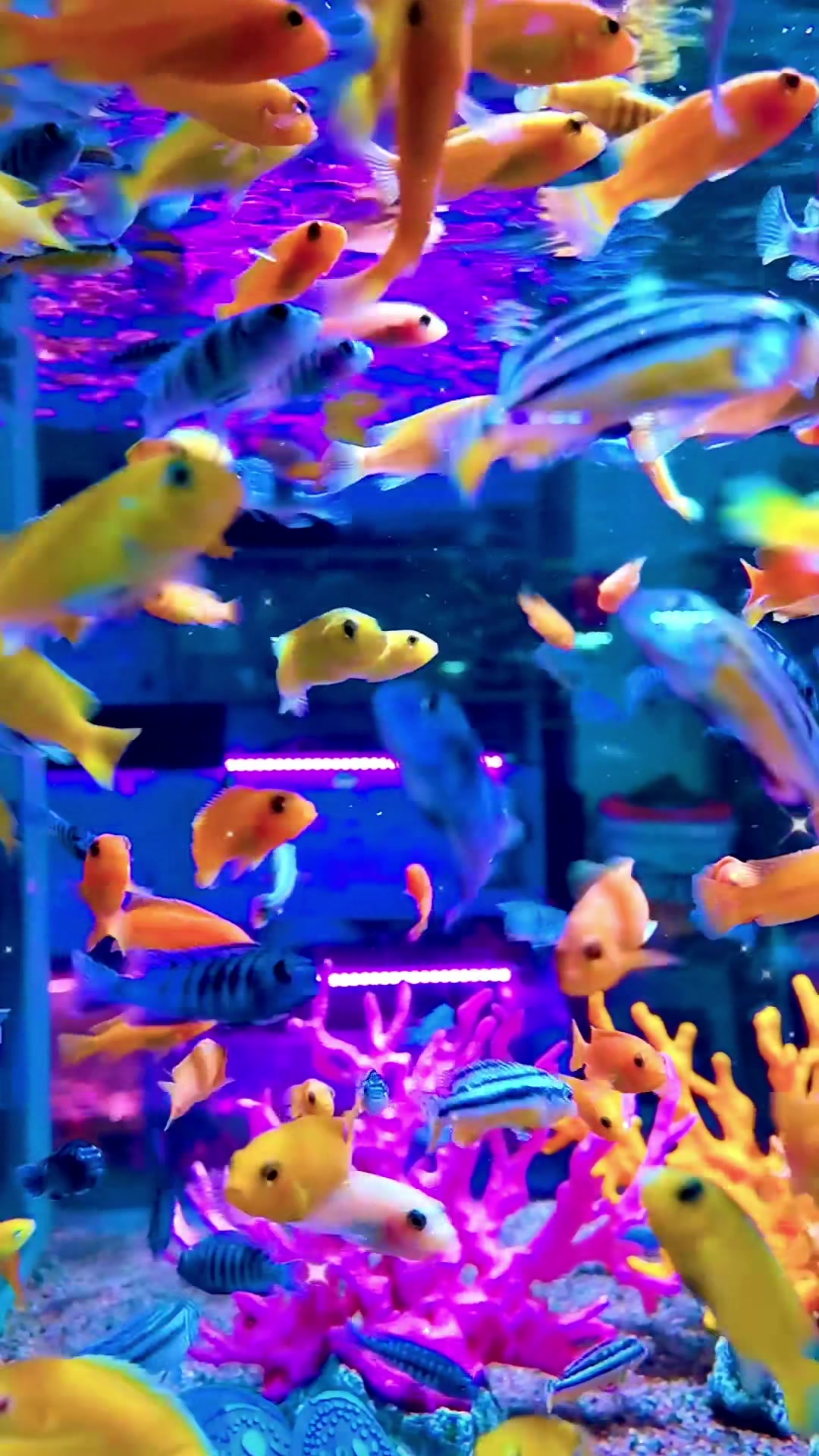 五彩斑斓热带鱼(三)