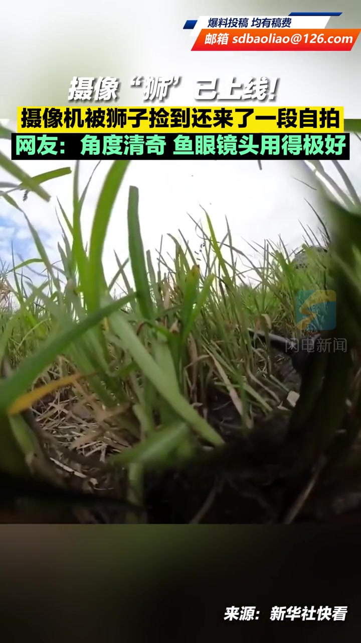 摄像“狮”已上线!摄像机被狮子捡到还来了一段自拍,网友:角度清奇,鱼眼镜头用得极好 摄像师