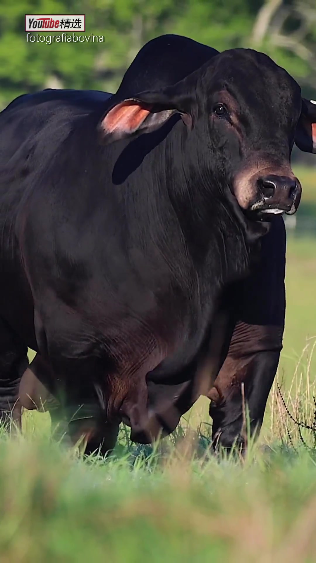 了解一下,原产于印度,于19世纪末引入美国,育种而成的优良肉牛品种——「婆罗门牛」。这种牛