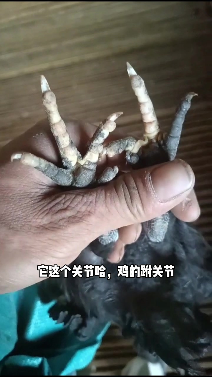 鸡走路一瘸一拐是怎么回事?