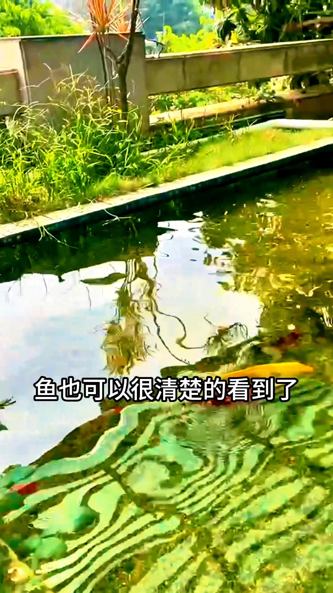 鱼池过滤器能不能让水变清澈
