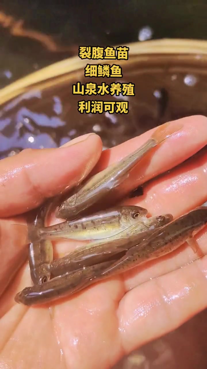 齐口裂腹鱼又叫雅鱼苗,细甲鱼,洋鱼。四川裂腹鱼苗养殖基地细甲鱼苗5-10公分 冷水鱼 山泉