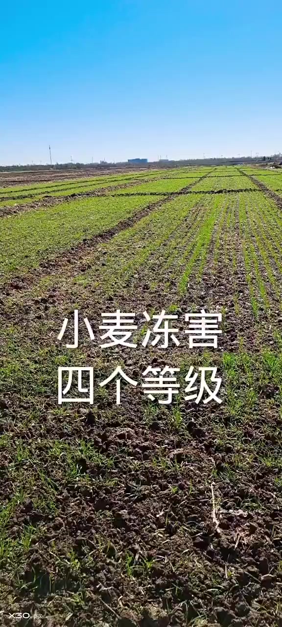 小麦冻害的四个等级