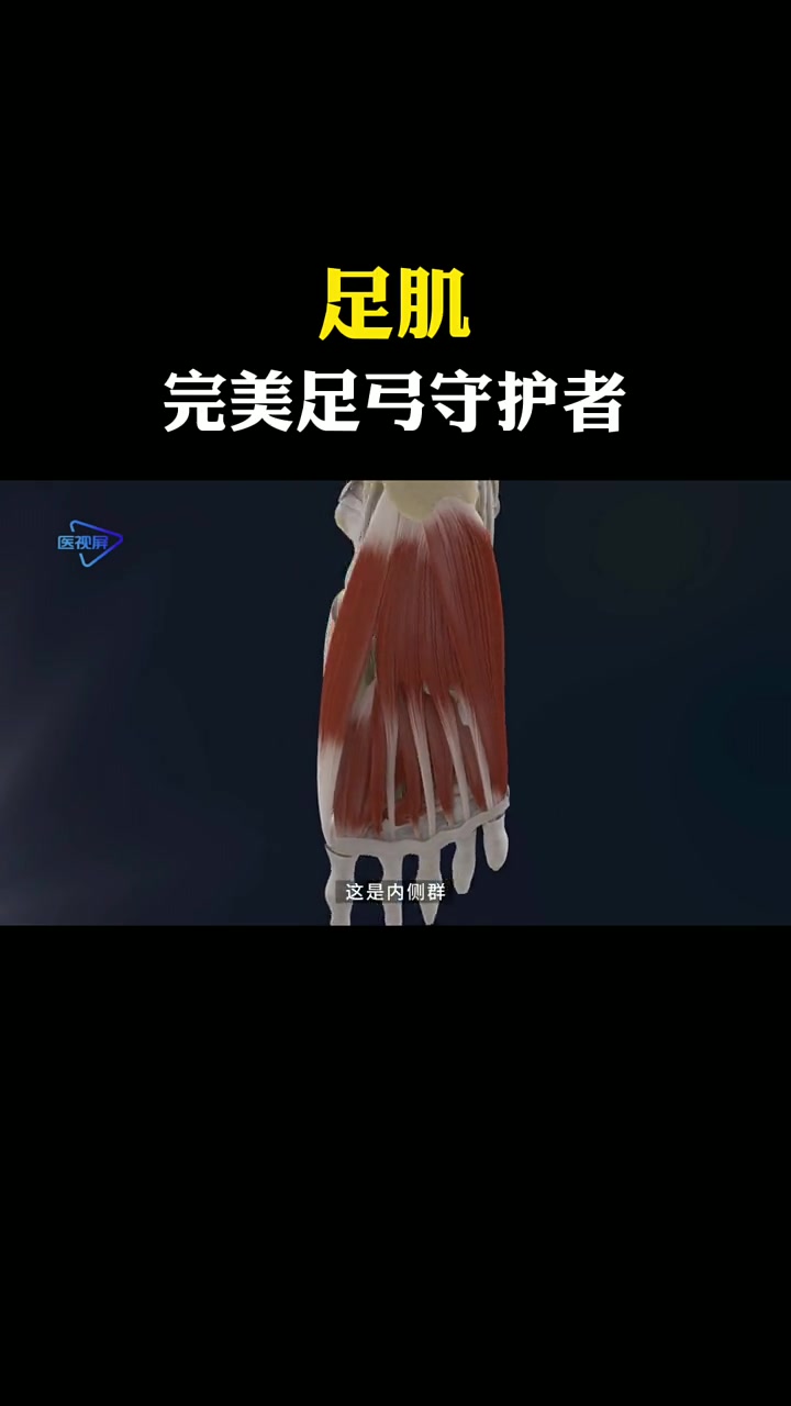 足肌可分为足背肌和足底肌。足背肌比较弱小,共有两块,一块是伸砪趾的砪短伸肌,另一块是伸第2