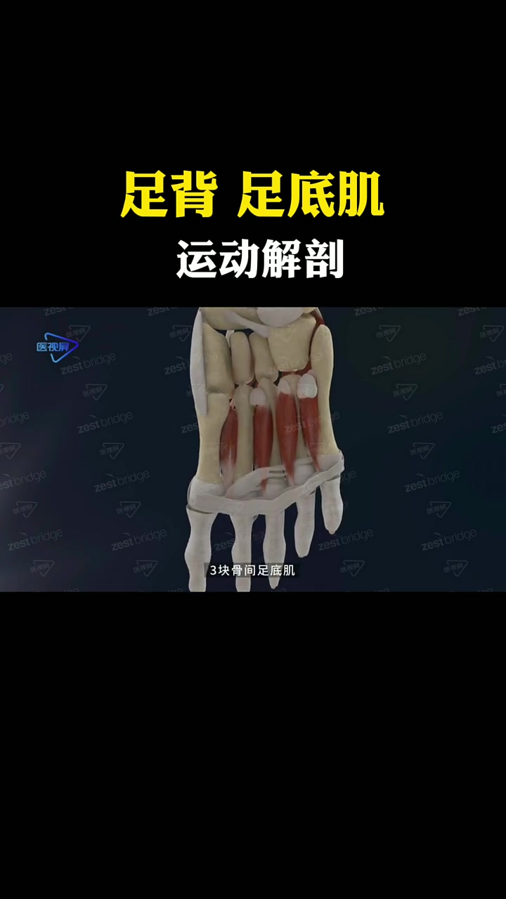 足肌可分为足背肌和足底肌。足背肌比较弱小,共有两块,一块是伸砪趾的砪短伸肌,另一块是伸第2