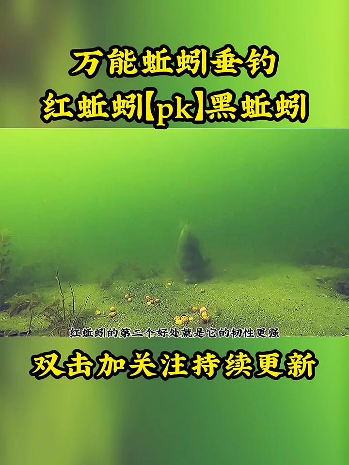 红色蚯蚓好用还是黑色蚯蚓好用