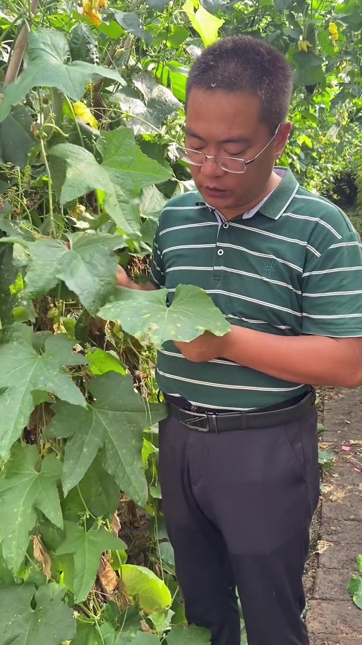 如何区分细菌性角斑病和霜霉病 三农 丝瓜 蔬菜种子 种植