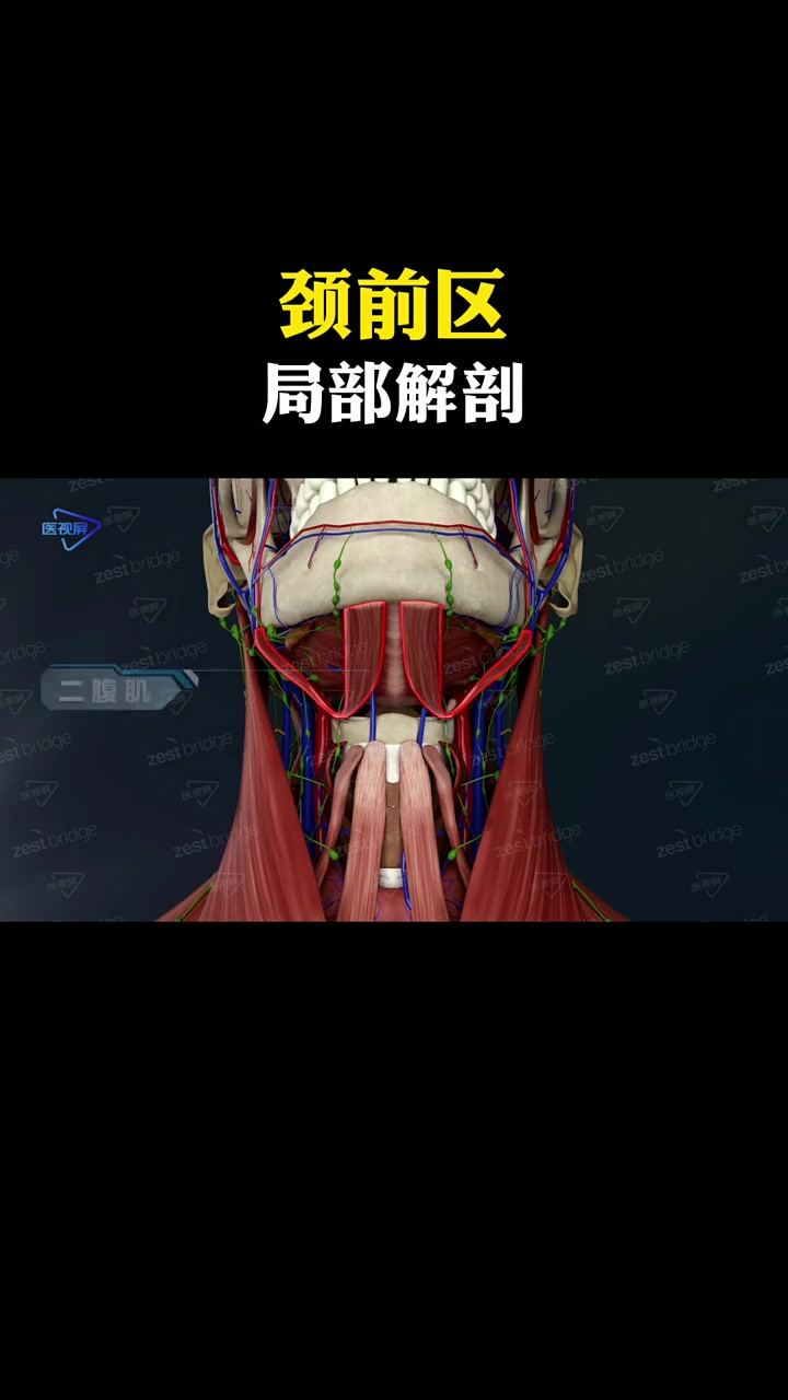 颈前区,是位于两侧胸锁乳突肌以前的结构。它的上端边界为下颌骨的下缘,下端呈V字型,这个区域