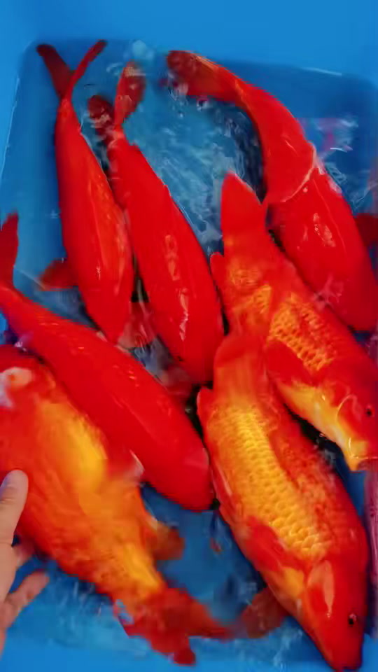 35-40㎝,极品全红钻石银鳞火鲤,火辣辣的红,喜庆色,红红火火