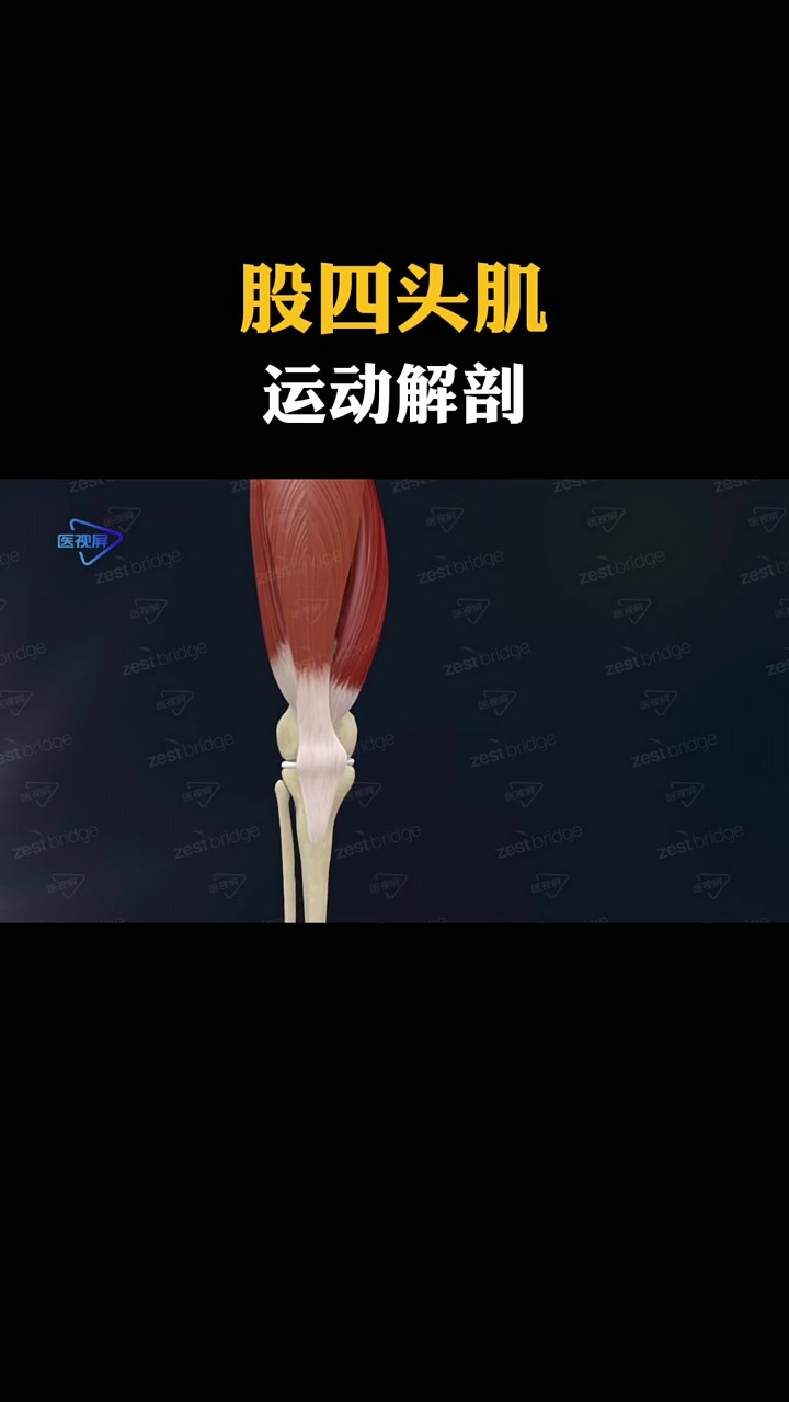 股四头肌位于大腿的前面,是全身最大的肌,共有四个头,分别是股直肌、股内侧肌、股外侧肌和股中