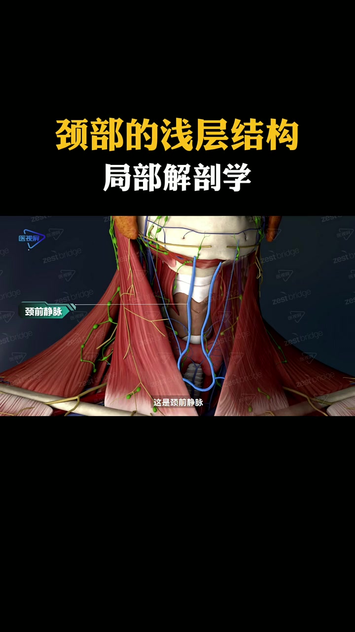 颈部皮肤较薄,在浅筋膜当中,也就是颈部的皮下组织当中有这样三种结构。一个是一块皮肌肉,叫做