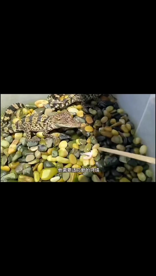 小鳄鱼苗 手慢无。