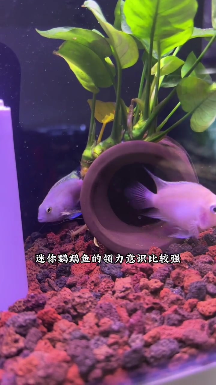 鹦鹉鱼 如何饲养迷你鹦鹉鱼?记住这3点,小白也能养好鱼!