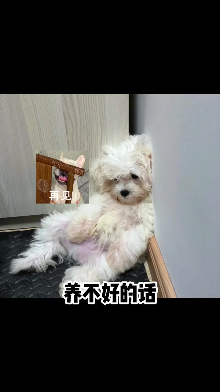 马尔济斯犬 马尔济斯