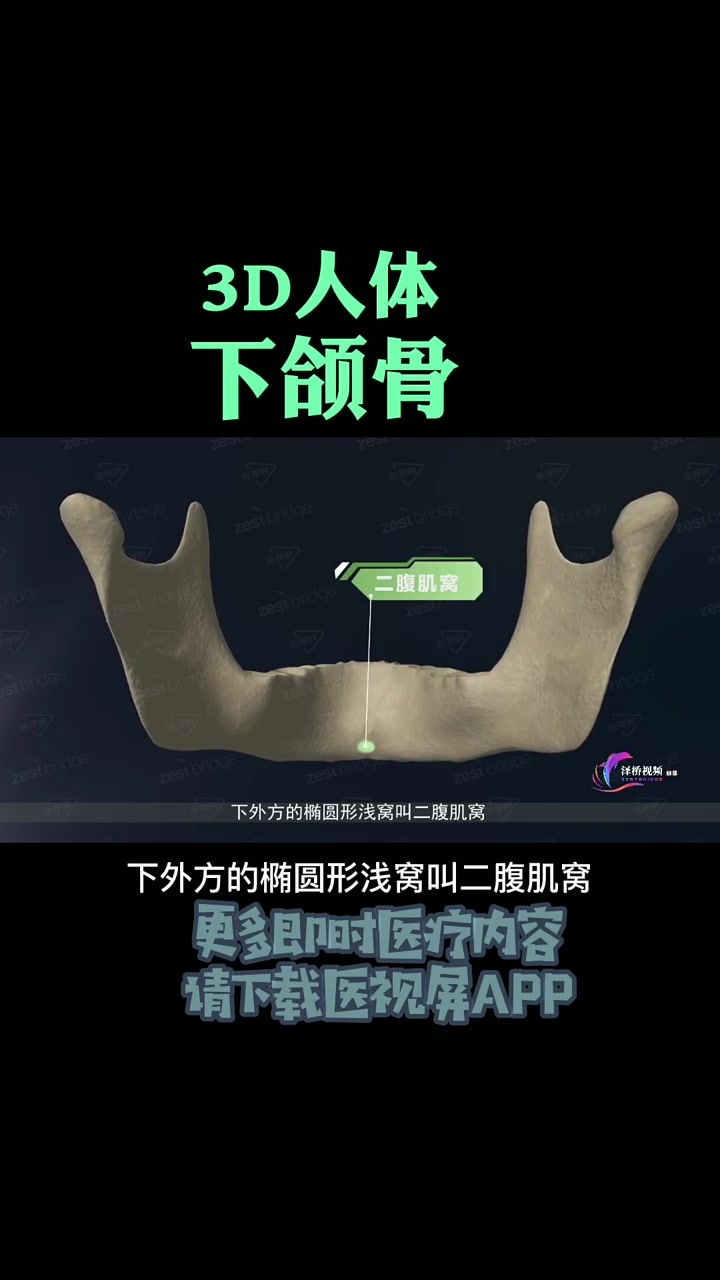上缘构成牙槽弓,容纳下牙根的牙槽。下缘处有下颌底。下颌体正中前凸处有颏隆凸,前外侧面有颏孔