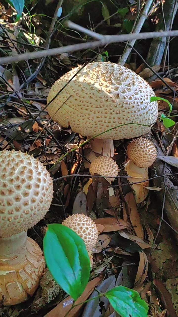 腿上长鳞片的毒蘑菇:翘鳞鹅膏 萌知计划 科普 毒蘑菇 野生菌 采蘑菇