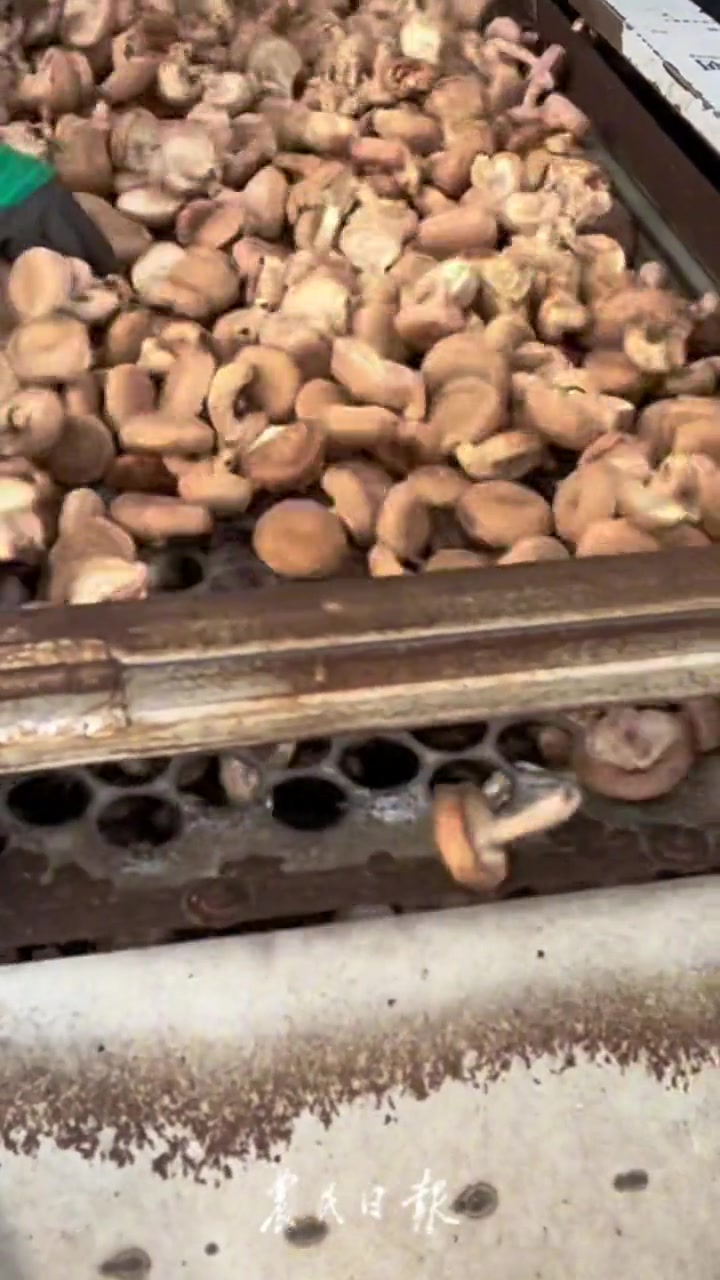 快来看“蘑菇跳舞”!在贵州省兴义市粤港澳大湾区物流分中心里,蔬菜分拣工作有条不紊。菜心、蘑