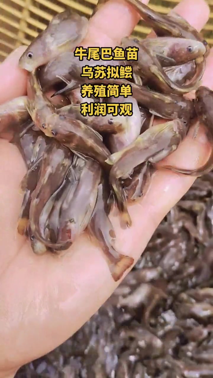 牛尾巴鱼苗,学名乌苏里拟鲿。水底层鱼类,杂食性鱼,体型修长颜色偏黄。牛尾巴鱼 三农 牛尾巴