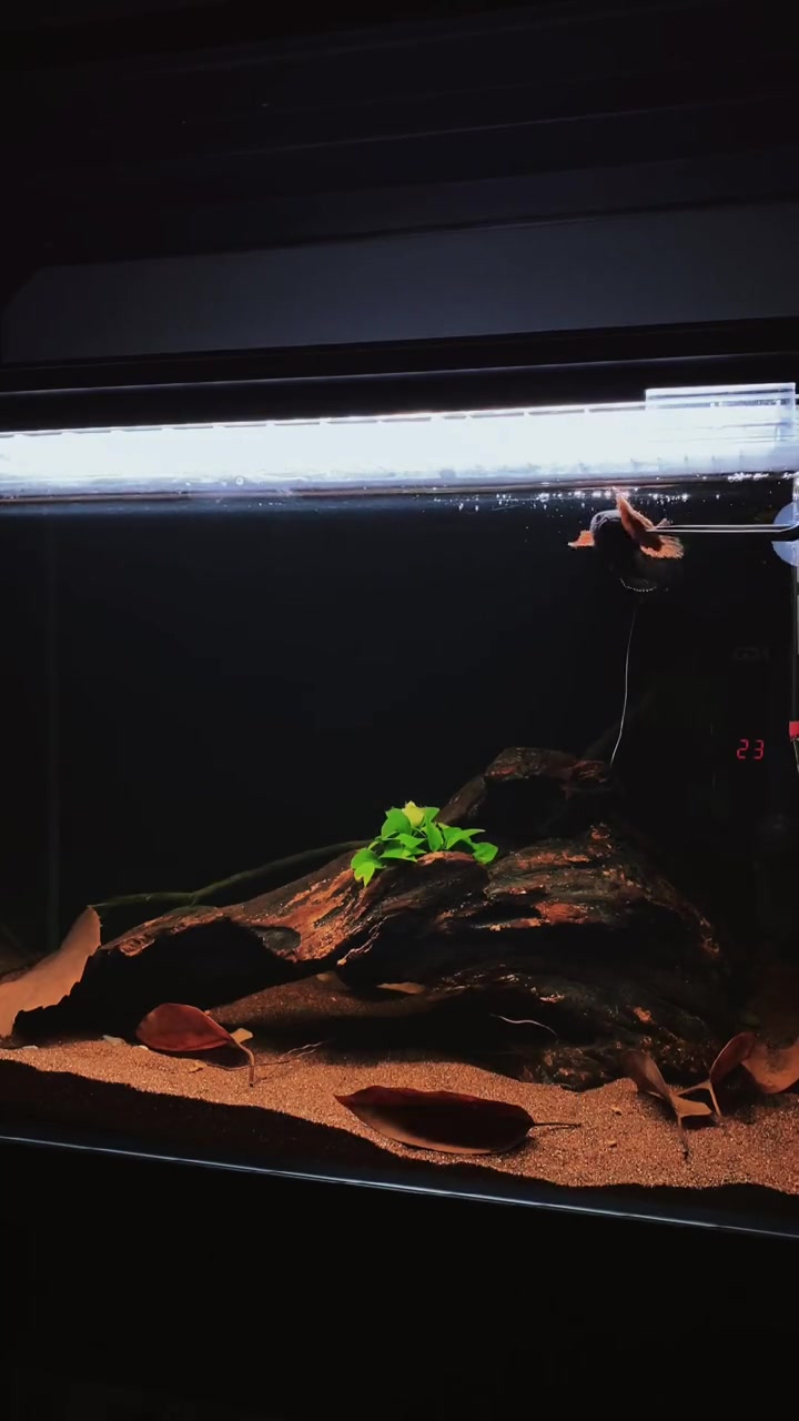 雷龙鱼 血斑雷龙 新鱼趴缸怎么办?先饿你个三天再说。入缸三天的血一雷龙终于舍得出来啦!养鱼