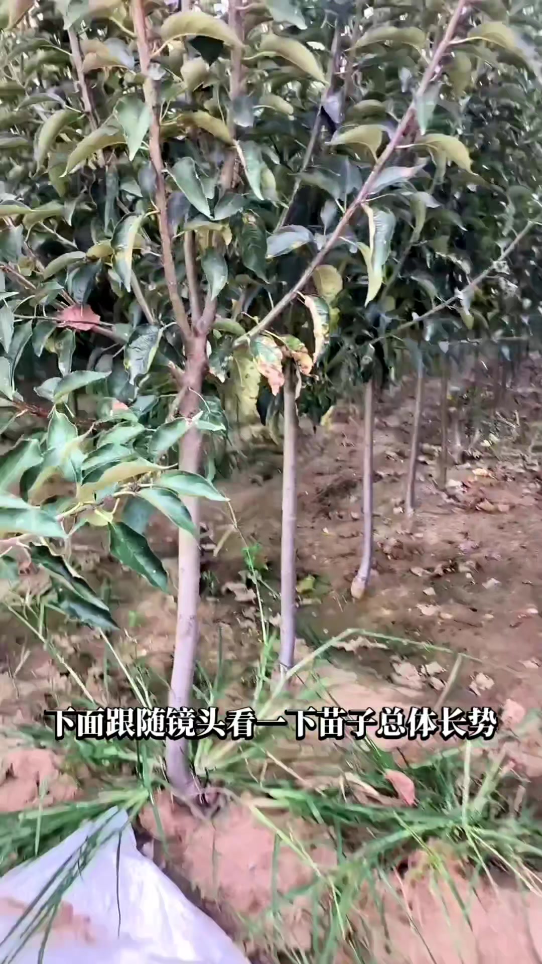 鸡心果树苗 3公分鸡心果树品种简介,鸡心果苗的总体长势情况