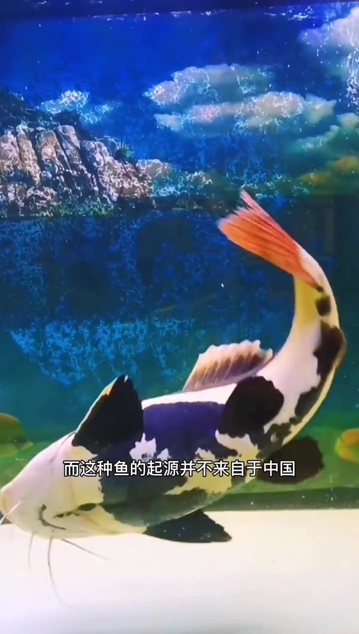 招财猫鱼生性好吃凶猛,不建议跟小型鱼类混养哦 养鱼 观赏鱼 水族爱好者 招财猫鱼 热带鱼