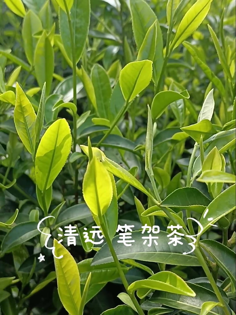 错过了秋天第一杯奶茶,这些____不容错过|白露·广东风物地图